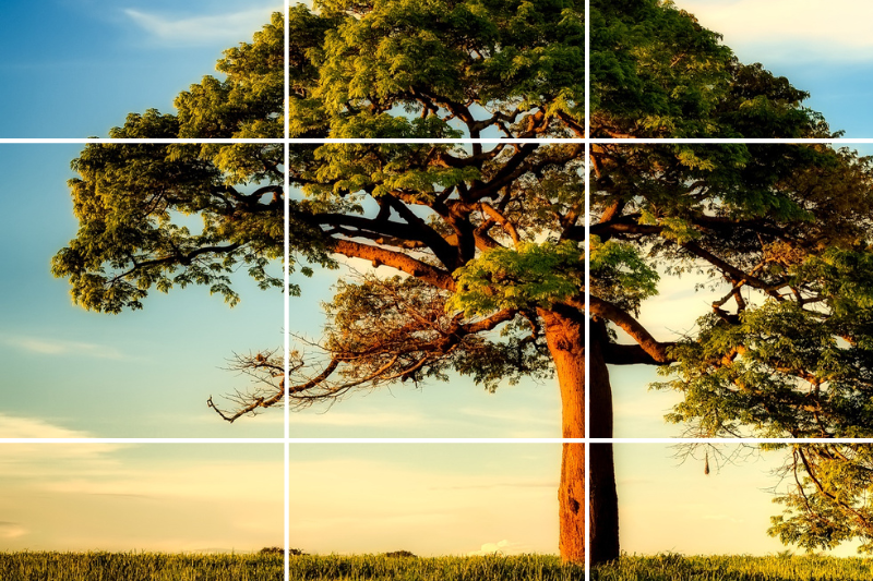 The rule of thirds grid being used